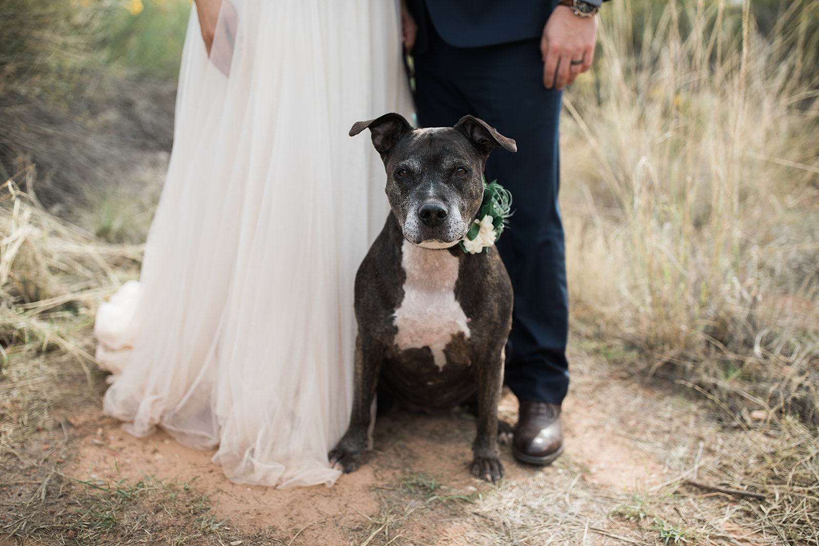 bride and groom pose with their dog after ceremony