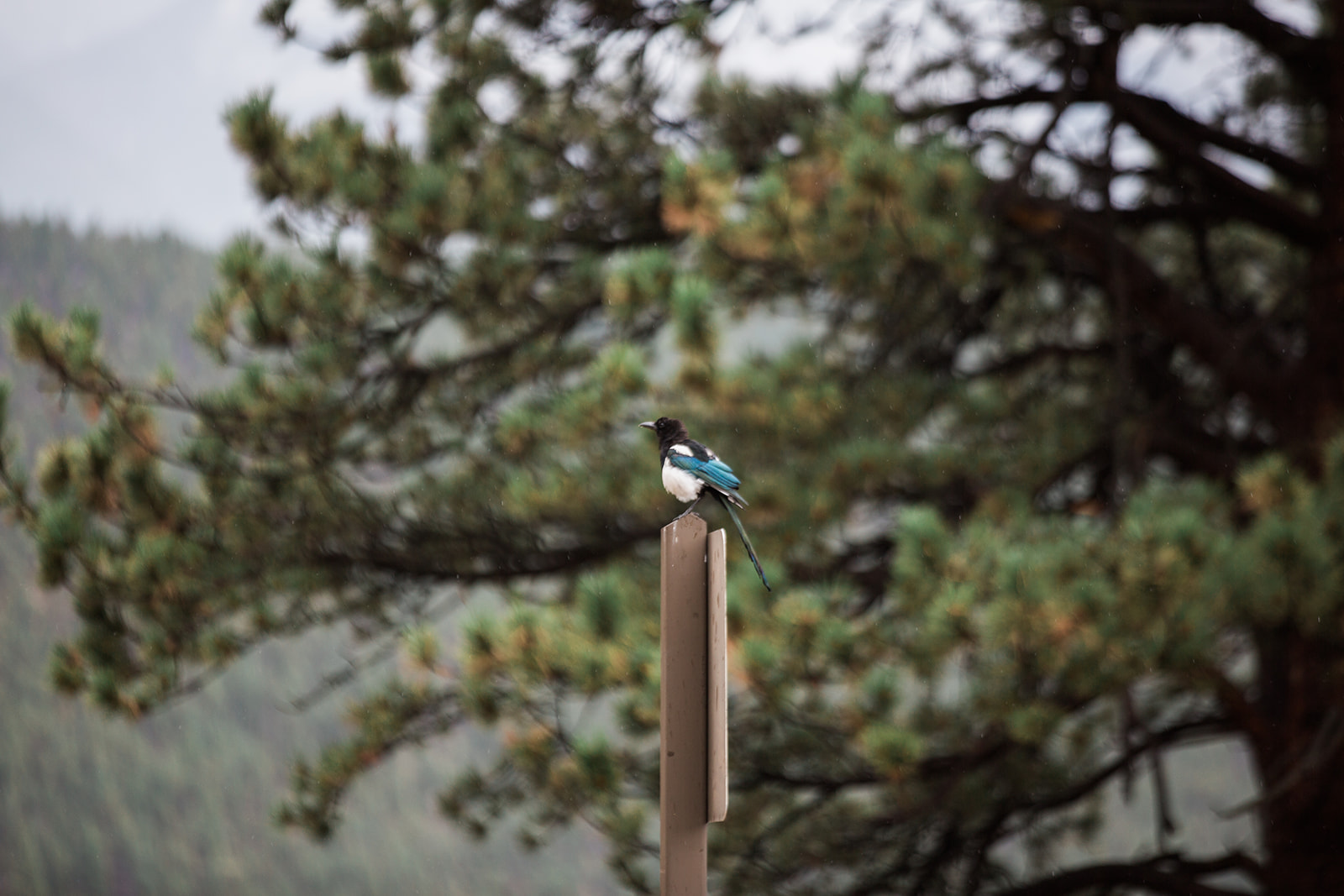 bird sitting on post in rocky mountain national park