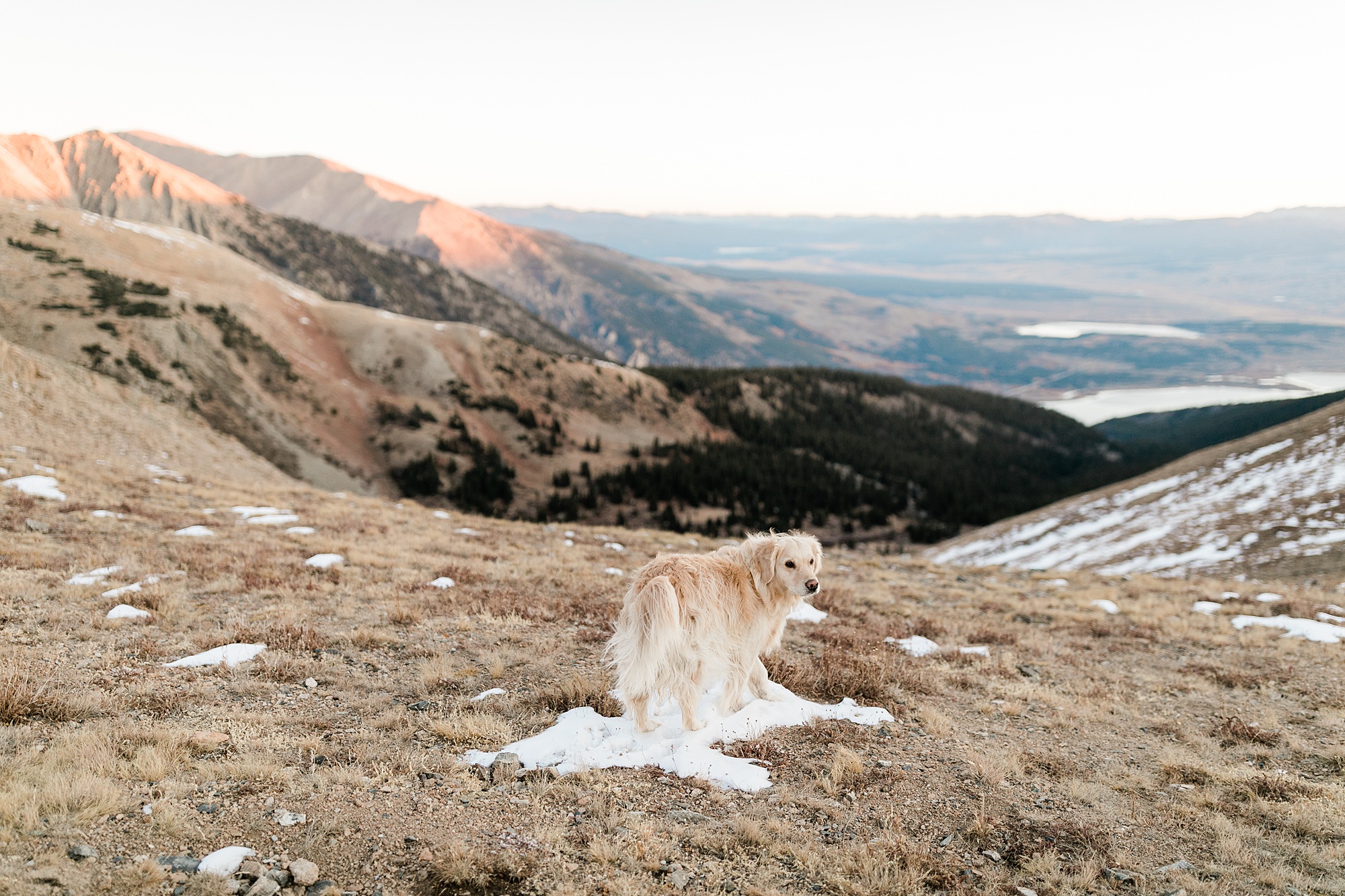 hiking elopement with dogs
