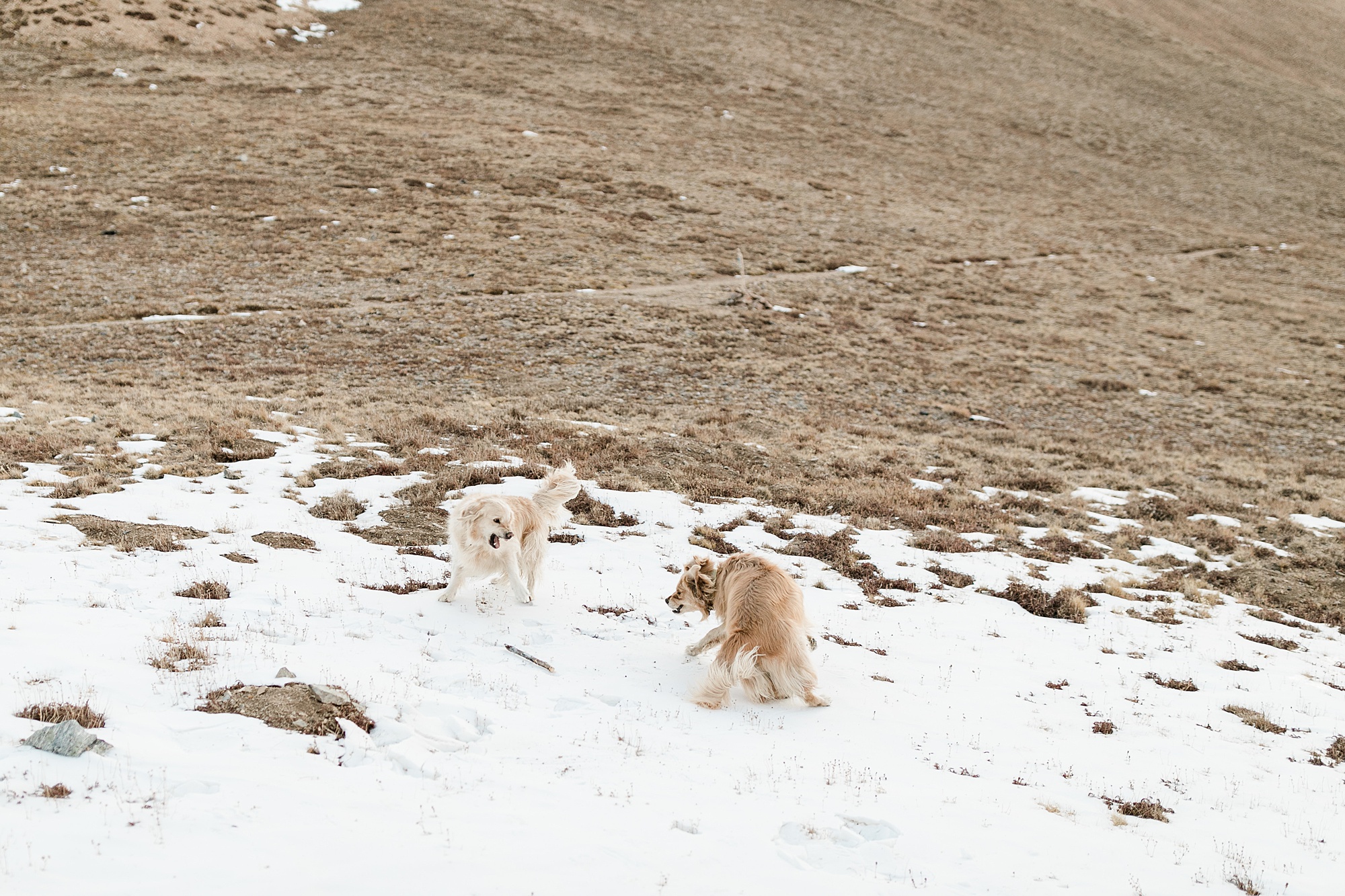 dogs playing on mountain top during elopement
