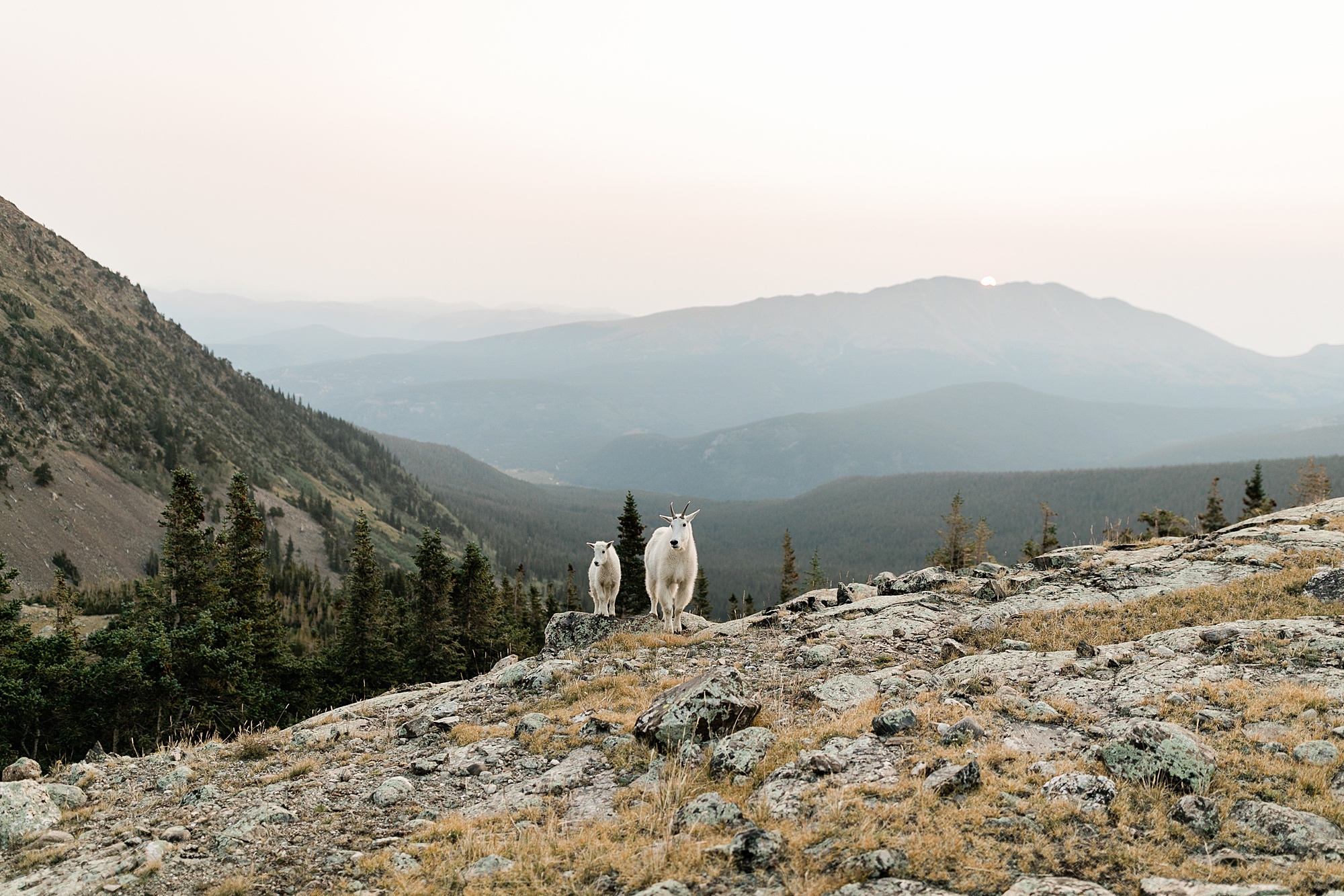 mountain goats during colorado hiking elopement