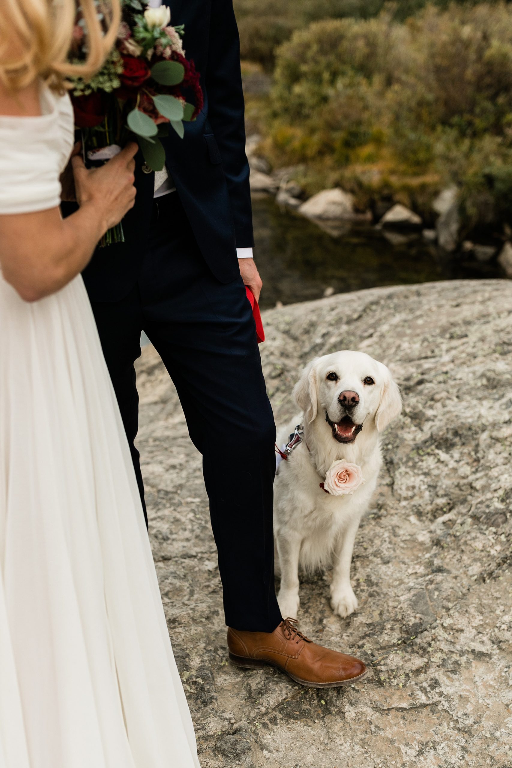elopement with dog